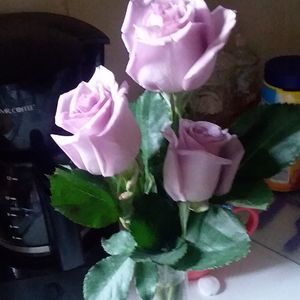 Meet your Posher, Sheila